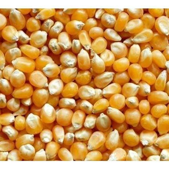 Picture of LAMB BRAND POPCORN 200GR